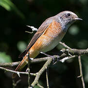 Common Redstart