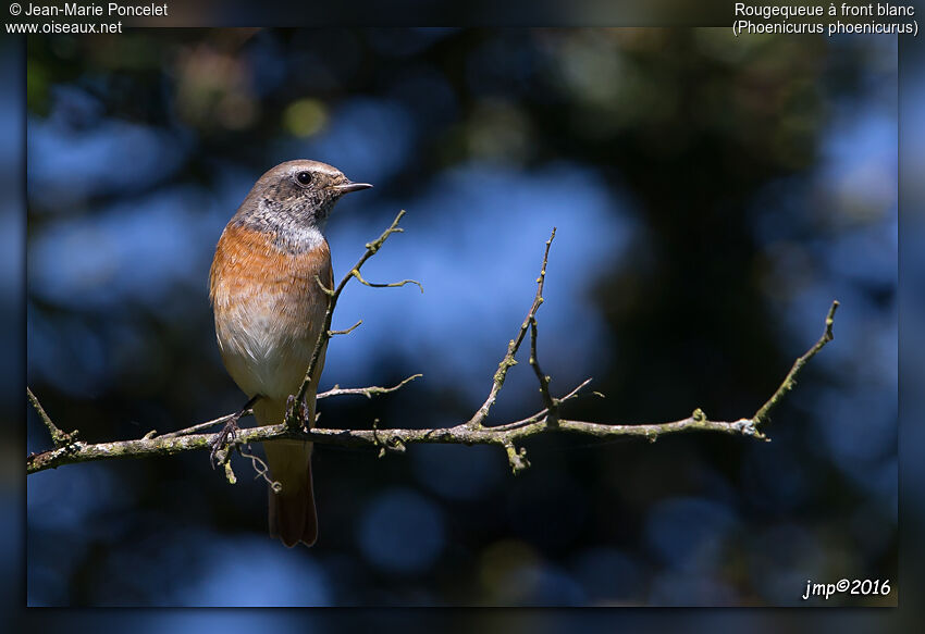 Common Redstart