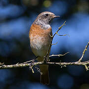 Common Redstart