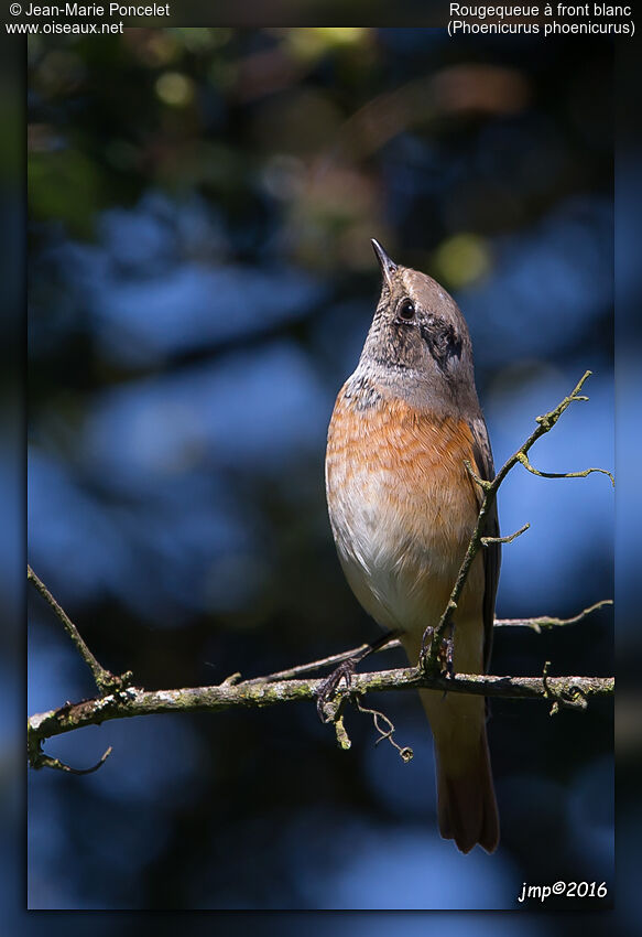 Common Redstart