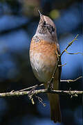 Common Redstart