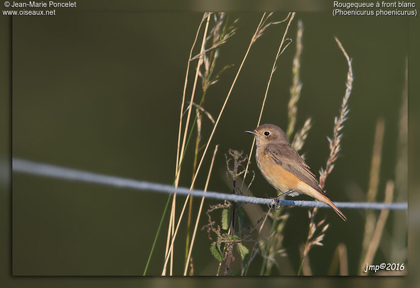 Common Redstart female