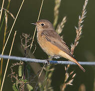 Common Redstart