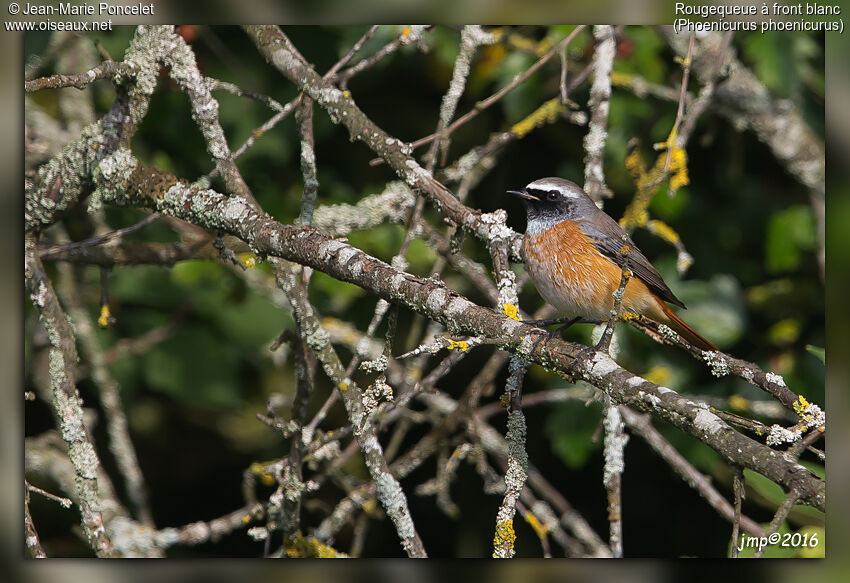 Common Redstart male