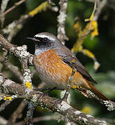 Common Redstart