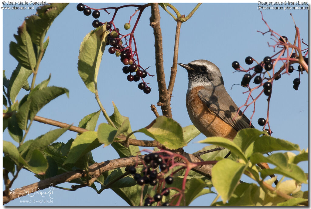 Common Redstart