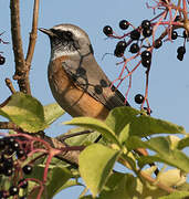 Common Redstart