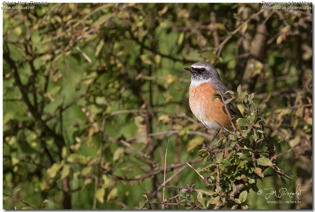 Common Redstart