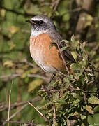 Common Redstart