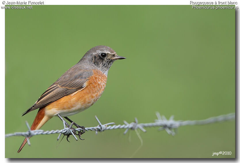 Common Redstart