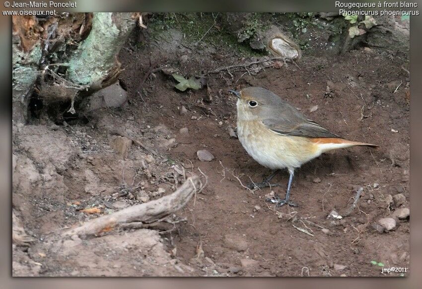 Common Redstart