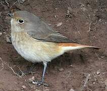 Common Redstart