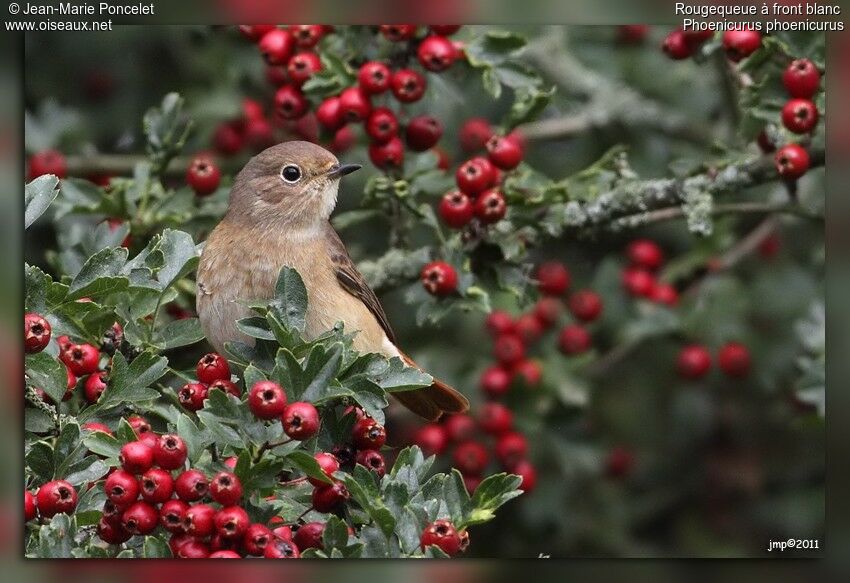 Common Redstart