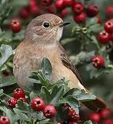 Common Redstart