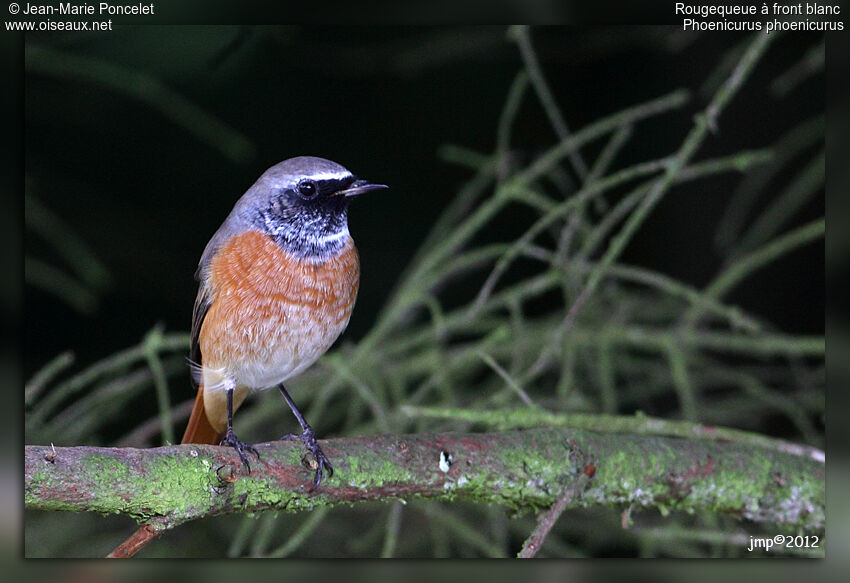 Common Redstart male