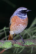 Common Redstart