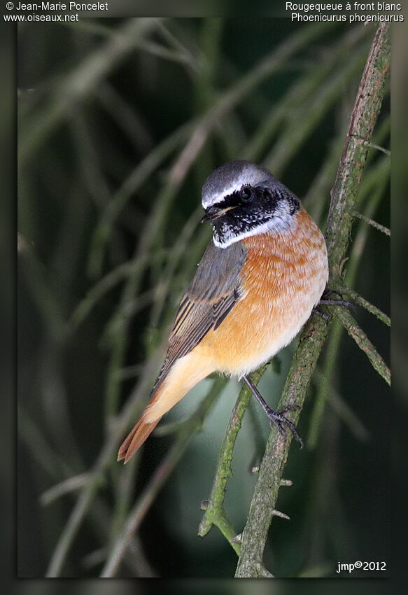 Common Redstart male