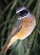 Common Redstart