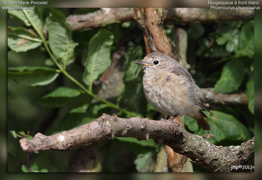 Common Redstartjuvenile