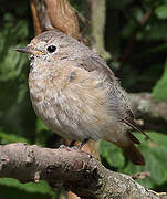 Common Redstart