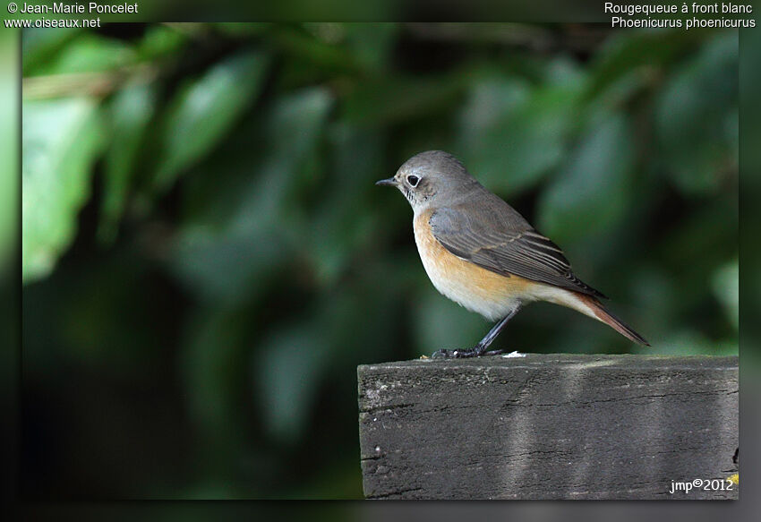 Common Redstart