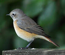 Common Redstart