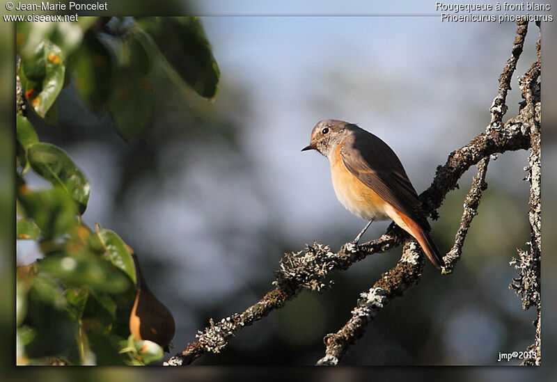 Common Redstart