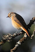 Common Redstart