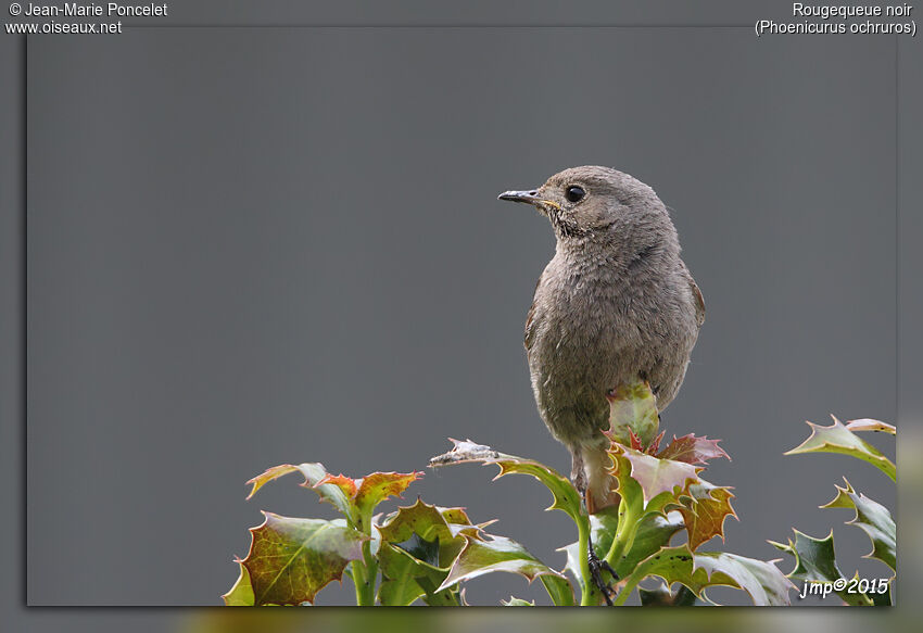 Black Redstart female