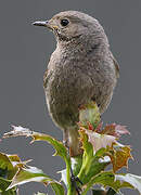 Black Redstart