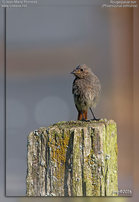 Black Redstart