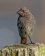 Black Redstart