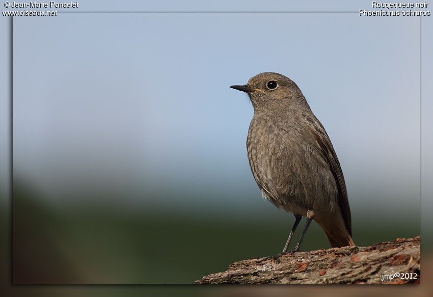 Black Redstart