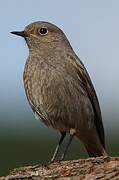 Black Redstart