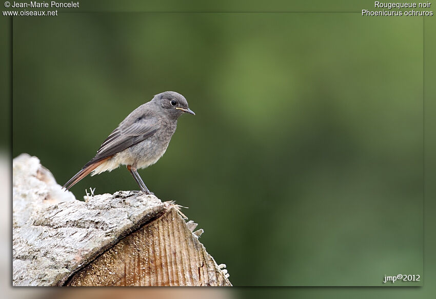 Black Redstart