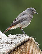 Black Redstart