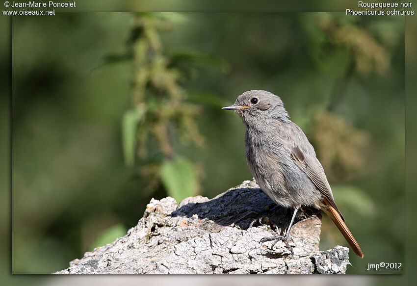 Black Redstart