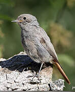 Black Redstart