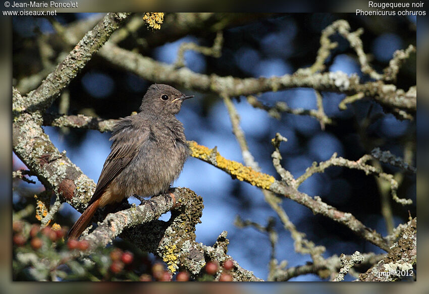 Black Redstart