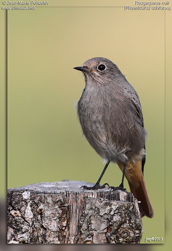 Black Redstart