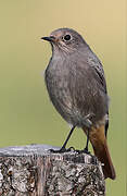 Black Redstart