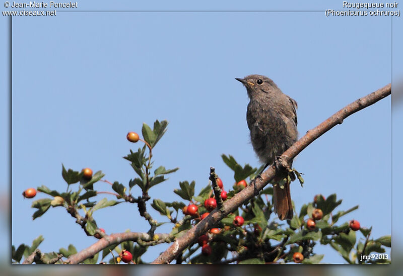 Black Redstartjuvenile