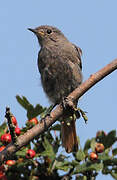 Black Redstart