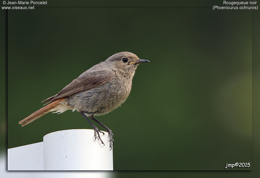 Black Redstart