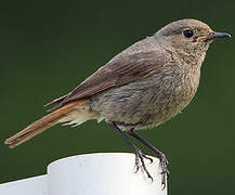 Black Redstart