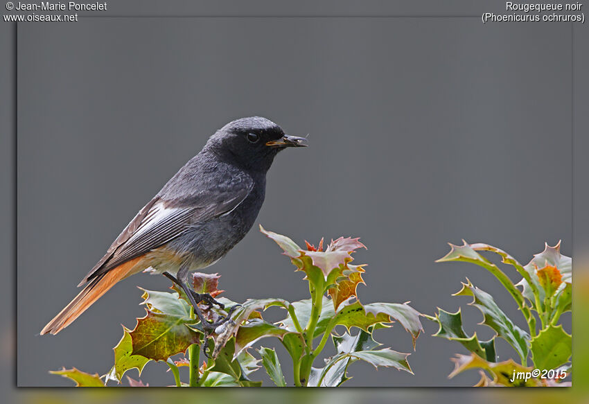 Black Redstart male