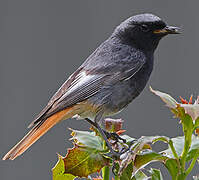 Black Redstart