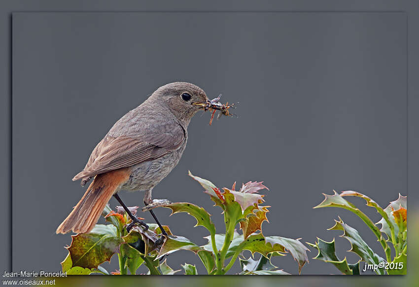 Black Redstart female, feeding habits