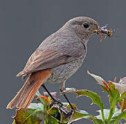 Black Redstart