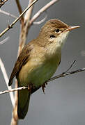 Common Reed Warbler